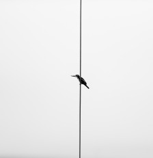 minimal monochrome logo